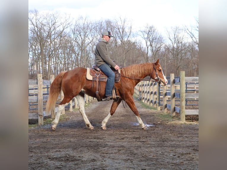 American Paint Horse Klacz 11 lat 152 cm Overo wszelkich maści in Howell