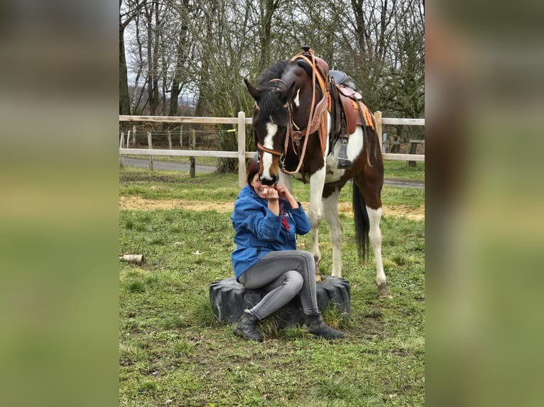 American Paint Horse Mix Klacz 11 lat 152 cm Srokata in Linkenbach