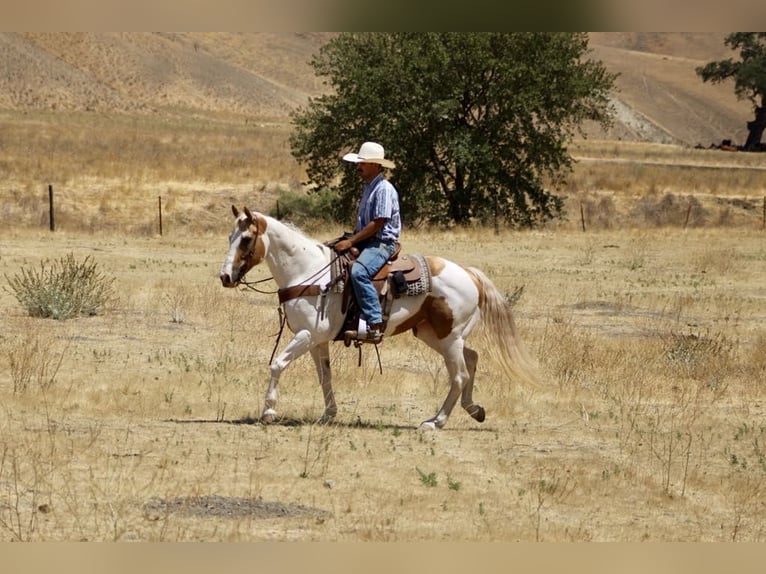 American Paint Horse Klacz 11 lat 152 cm Tobiano wszelkich maści in Paicines CA