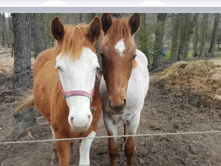 American Paint Horse Klacz 11 lat 155 cm Kasztanowatodereszowata in Rösrath
