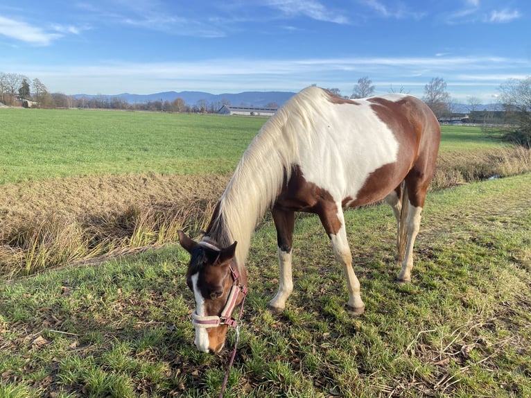 American Paint Horse Mix Klacz 11 lat 155 cm Tobiano wszelkich maści in Achern