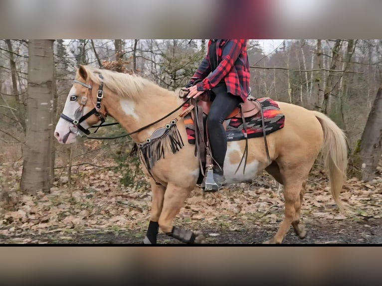 American Paint Horse Klacz 11 lat 157 cm Overo wszelkich maści in Linkenbach