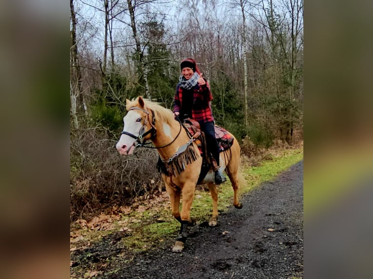 American Paint Horse Klacz 11 lat 157 cm Overo wszelkich maści in Linkenbach