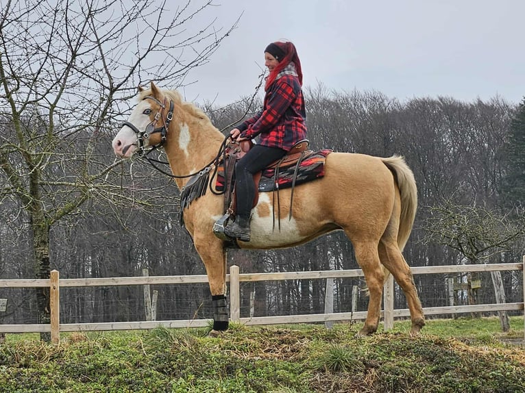 American Paint Horse Klacz 11 lat 157 cm Overo wszelkich maści in Linkenbach