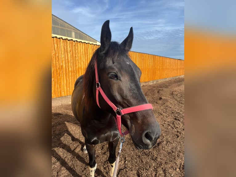 American Paint Horse Mix Klacz 11 lat 160 cm Kara in Mitteleschenbach