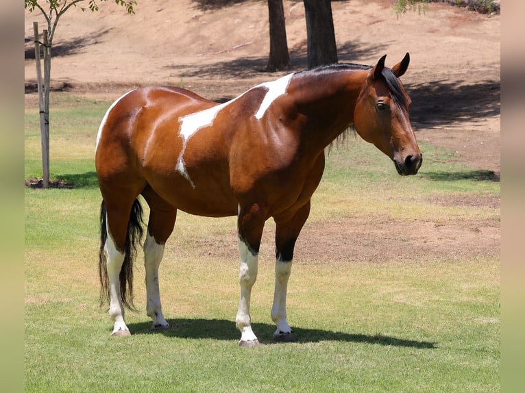 American Paint Horse Klacz 11 lat Srokata in Norco