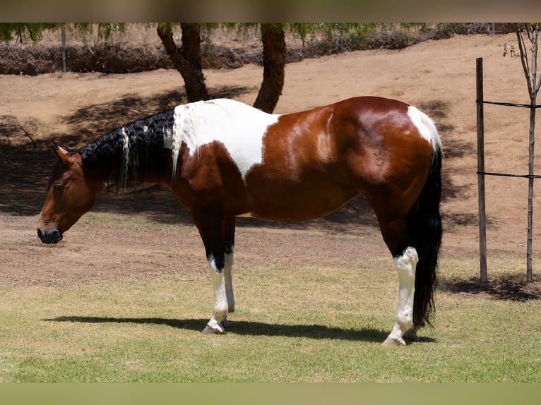 American Paint Horse Klacz 11 lat Srokata in Norco