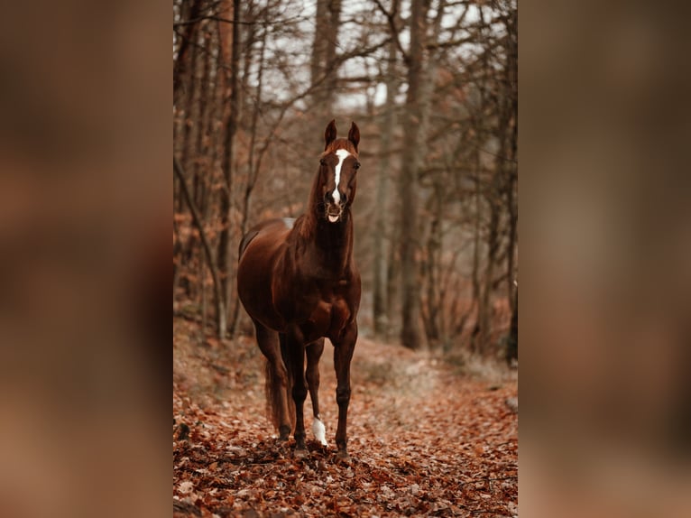 American Paint Horse Klacz 12 lat 149 cm Ciemnokasztanowata in Oberaurach