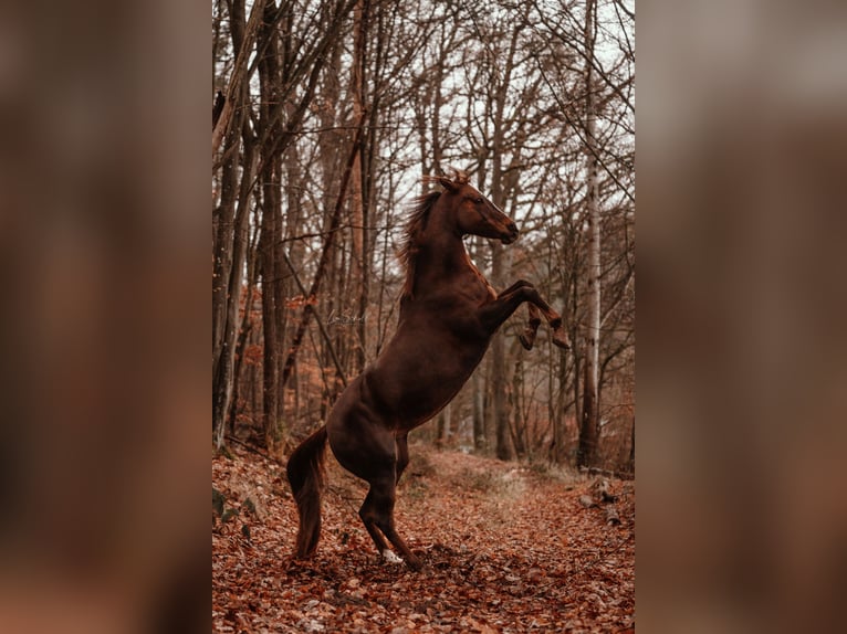 American Paint Horse Klacz 12 lat 149 cm Ciemnokasztanowata in Oberaurach