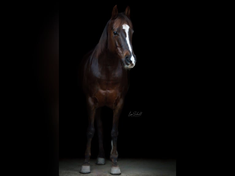 American Paint Horse Klacz 12 lat 149 cm Ciemnokasztanowata in Oberaurach
