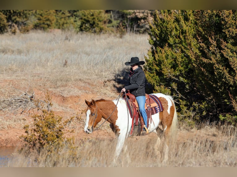 American Paint Horse Klacz 12 lat 150 cm Srokata in Ripley