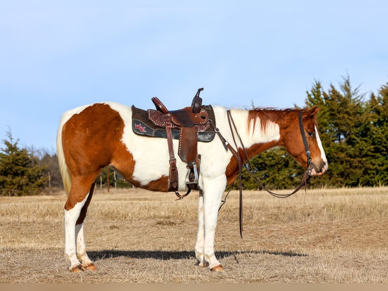 American Paint Horse Klacz 12 lat 150 cm Srokata in Ripley