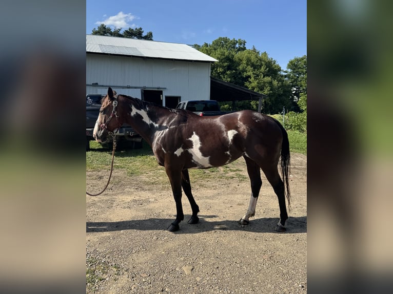 American Paint Horse Klacz 12 lat 152 cm Overo wszelkich maści in Belmont