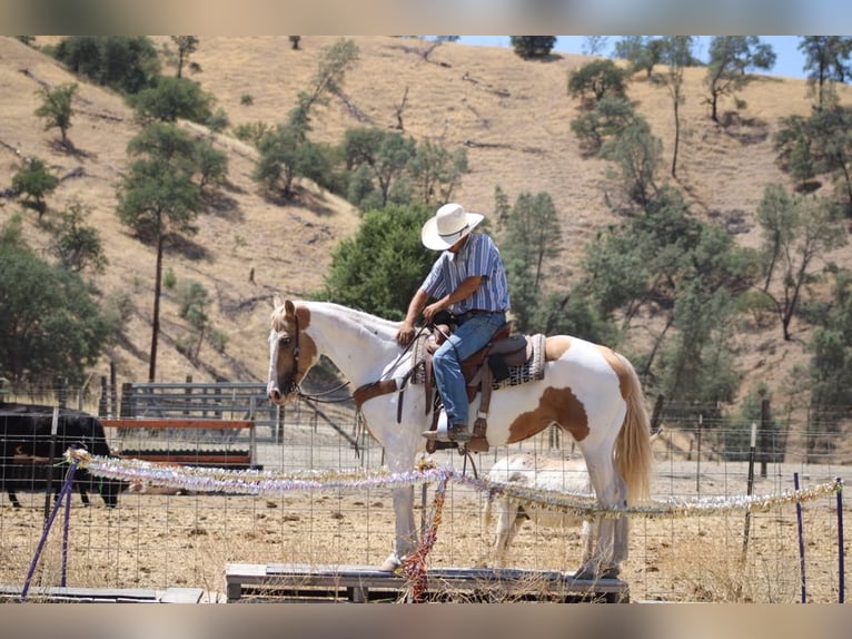 American Paint Horse Klacz 12 lat 152 cm Tobiano wszelkich maści in Paicines CA