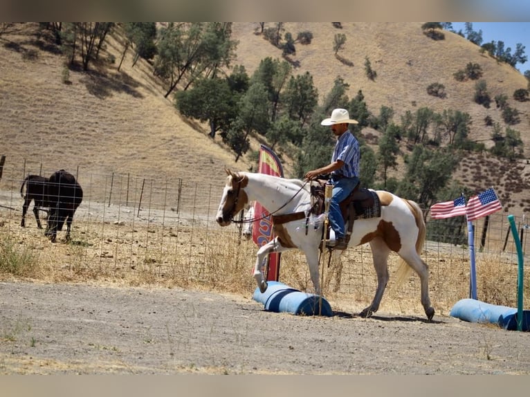 American Paint Horse Klacz 12 lat 152 cm Tobiano wszelkich maści in Paicines CA