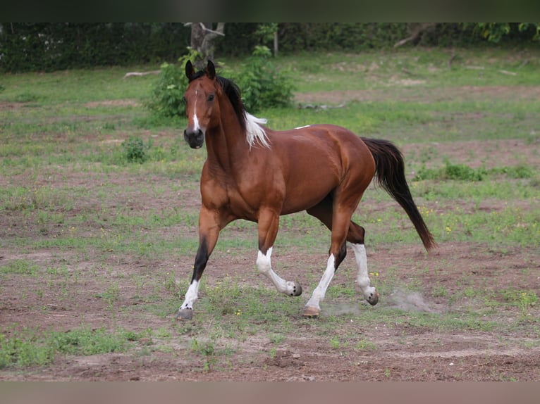 American Paint Horse Klacz 12 lat 155 cm Tobiano wszelkich maści in Fresno
