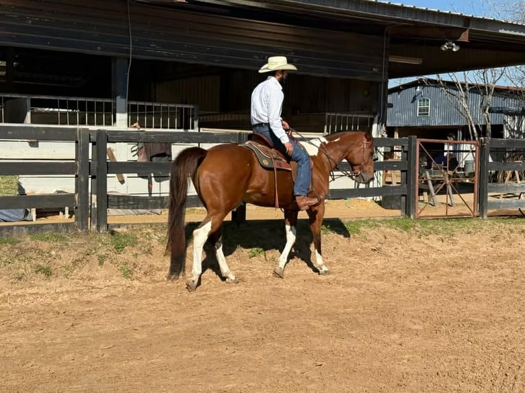 American Paint Horse Klacz 12 lat 155 cm Tobiano wszelkich maści in Fresno