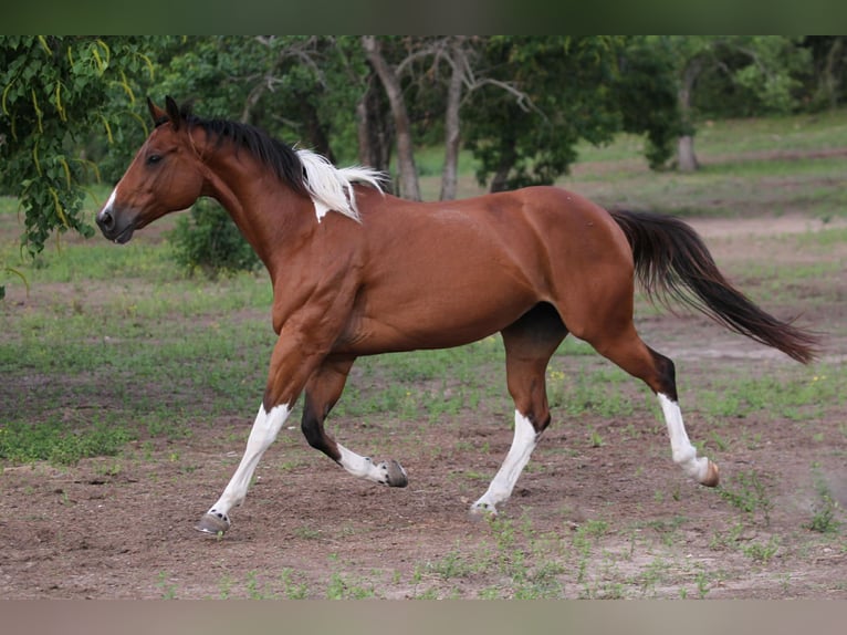 American Paint Horse Klacz 12 lat 155 cm Tobiano wszelkich maści in Fresno