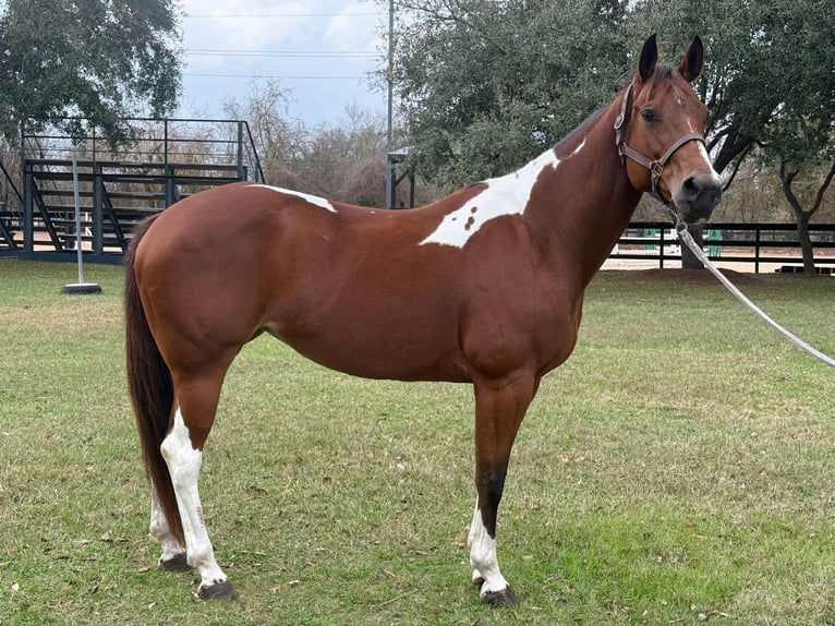 American Paint Horse Klacz 12 lat 155 cm Tobiano wszelkich maści in Fresno