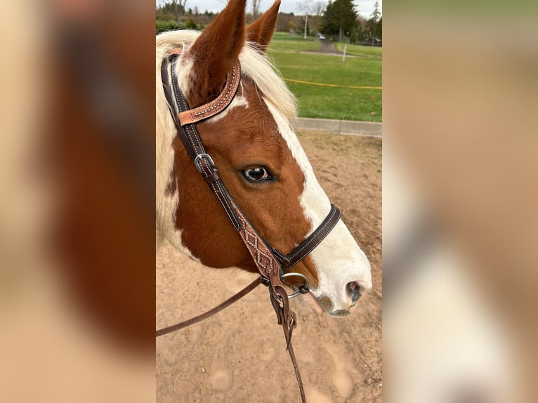 American Paint Horse Klacz 12 lat 156 cm Tovero wszelkich maści in Nottleben