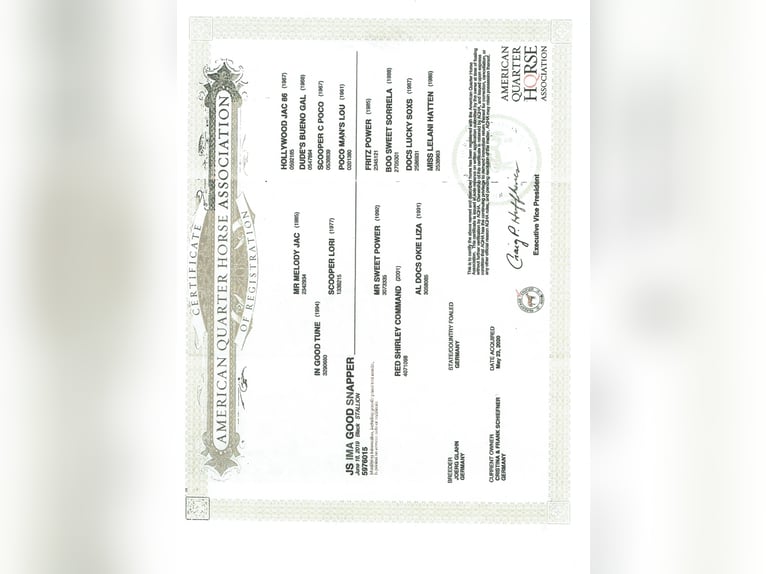 American Paint Horse Klacz 12 lat 158 cm Tobiano wszelkich maści in Ritterhude