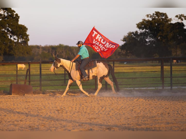 American Paint Horse Klacz 12 lat Srokata in Canton