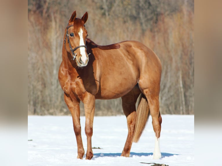 American Paint Horse Klacz 13 lat 150 cm Kasztanowata in M&#xFC;hlen