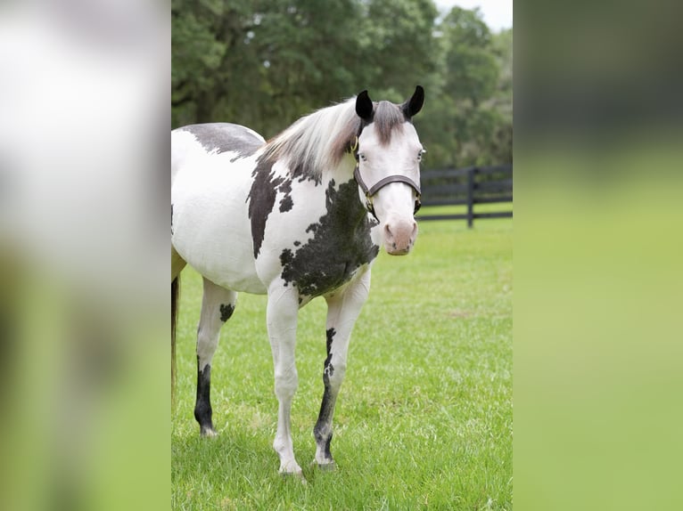 American Paint Horse Klacz 13 lat 150 cm Overo wszelkich maści in Micanopy