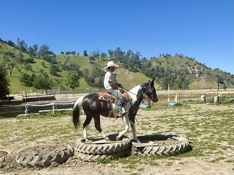 American Paint Horse Klacz 13 lat 150 cm Tobiano wszelkich maści in Tres Pinos