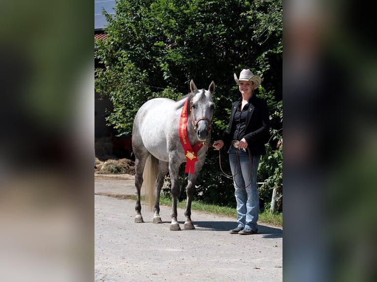 American Paint Horse Klacz 13 lat 153 cm Siwa in Haldenwang