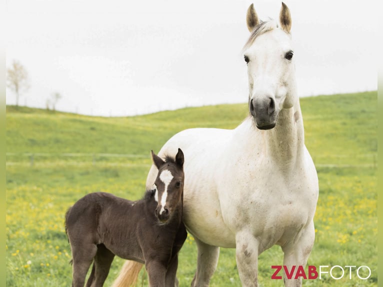 American Paint Horse Klacz 13 lat 153 cm Siwa in Haldenwang