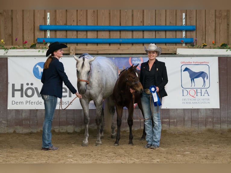 American Paint Horse Klacz 13 lat 153 cm Siwa in Haldenwang