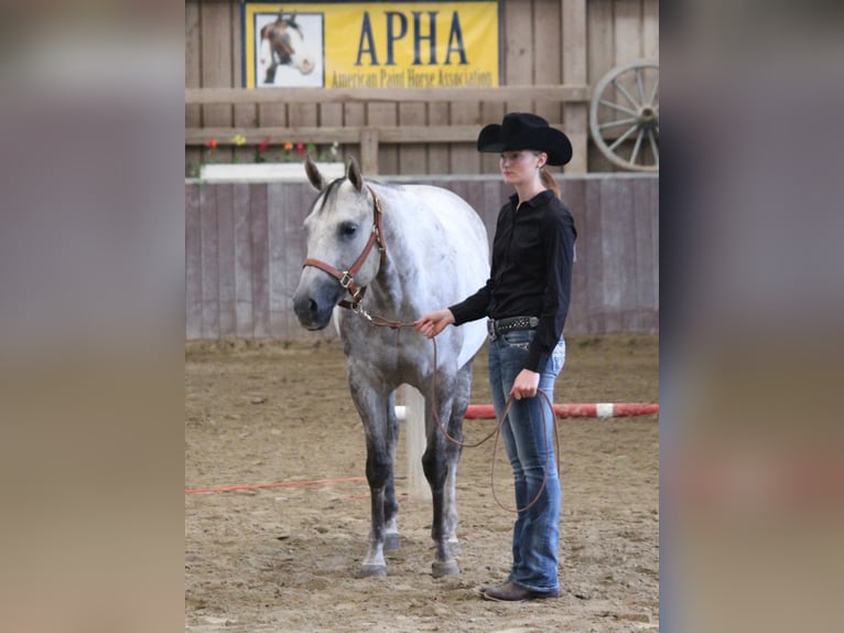 American Paint Horse Klacz 13 lat 153 cm Siwa in Haldenwang