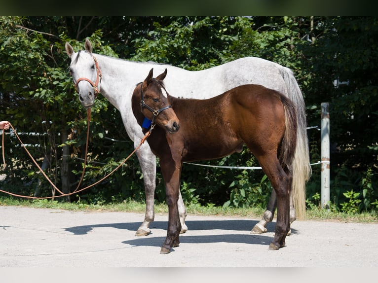 American Paint Horse Klacz 13 lat 153 cm Siwa in Haldenwang