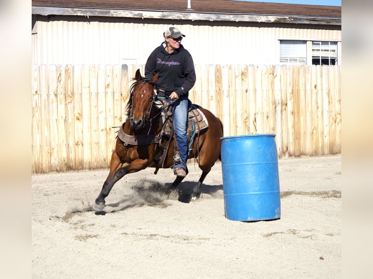 American Paint Horse Klacz 13 lat 155 cm Gniada in Huntley