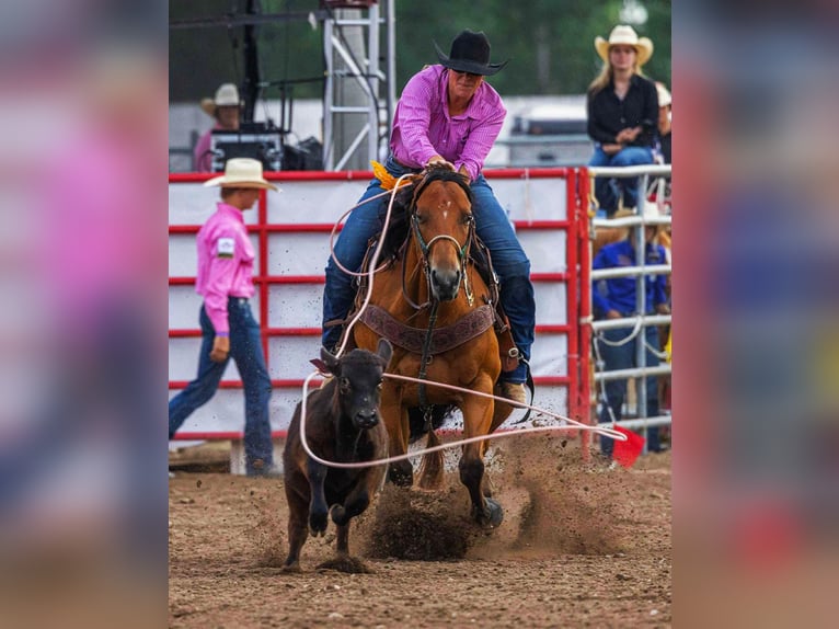 American Paint Horse Klacz 13 lat 155 cm Gniada in Huntley