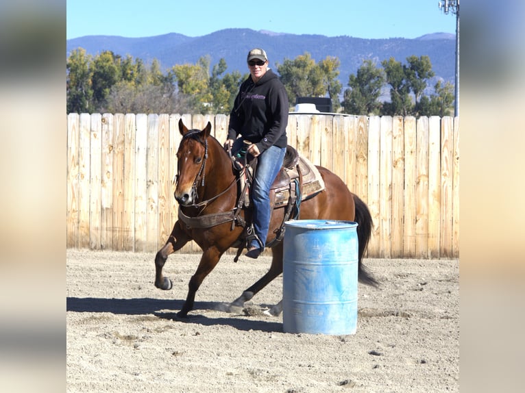 American Paint Horse Klacz 13 lat 155 cm Gniada in Huntley