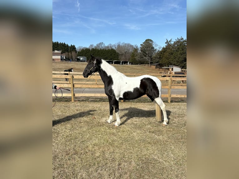 American Paint Horse Klacz 13 lat 157 cm Tobiano wszelkich maści in Granite Falls
