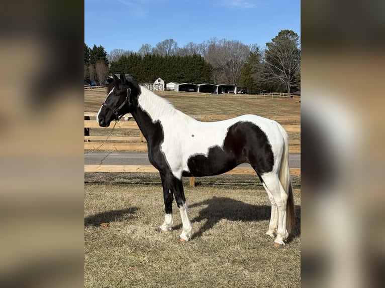 American Paint Horse Klacz 13 lat 157 cm Tobiano wszelkich maści in Granite Falls
