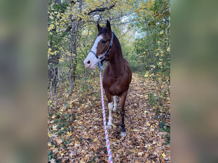 American Paint Horse Klacz 13 lat 160 cm Overo wszelkich maści in Goslar Hahndorf