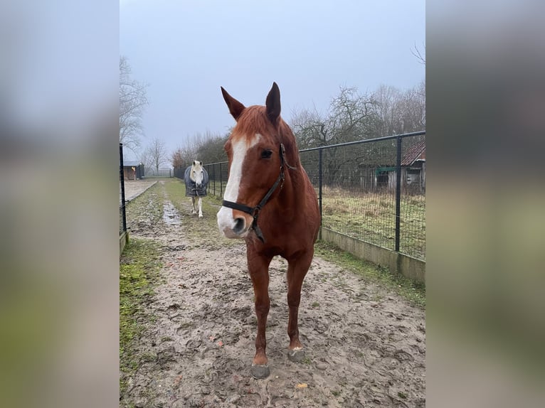 American Paint Horse Klacz 13 lat 165 cm Kasztanowata in Sint-Martens-Lierde
