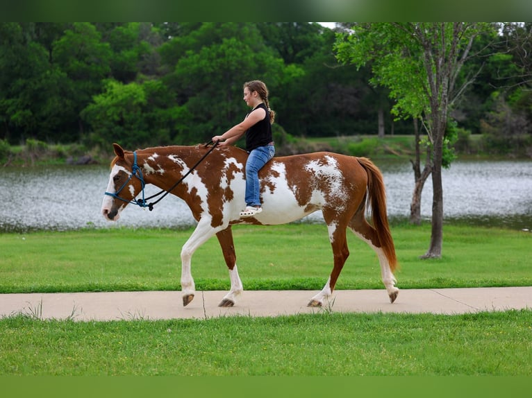 American Paint Horse Klacz 14 lat 142 cm Srokata in Forney