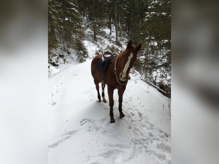 American Paint Horse Klacz 14 lat 150 cm Kasztanowata in Mühlen