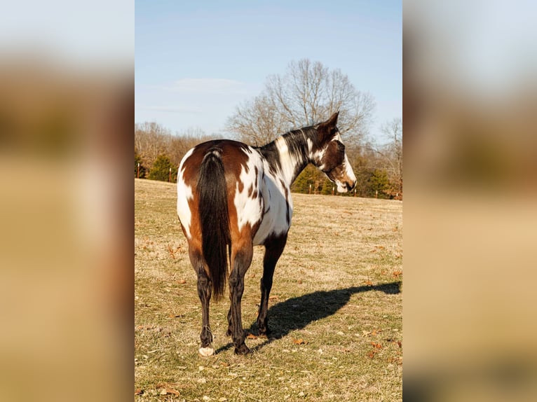 American Paint Horse Klacz 14 lat 150 cm Overo wszelkich maści in Quitman AR