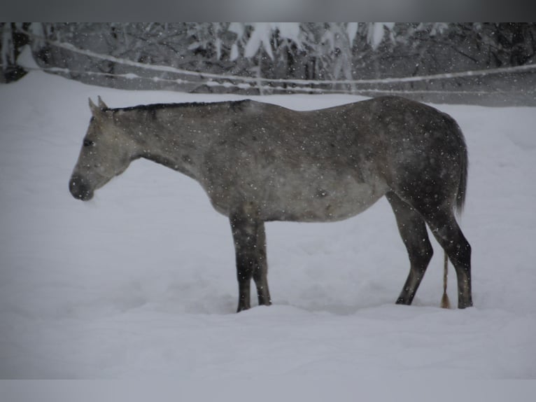 American Paint Horse Klacz 14 lat 153 cm Siwa in Haldenwang