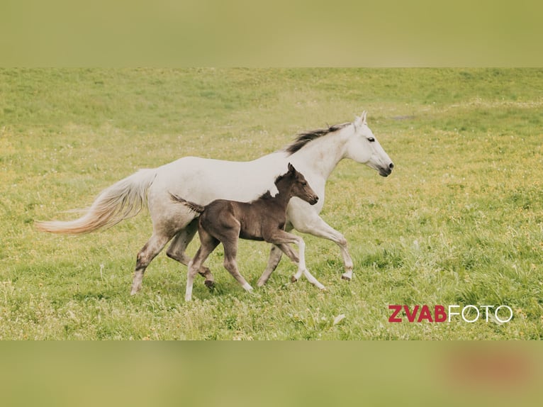 American Paint Horse Klacz 14 lat 153 cm Siwa in Haldenwang