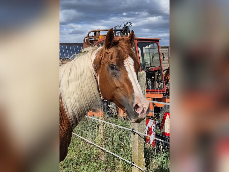 American Paint Horse Klacz 14 lat 153 cm Srokata in Aken