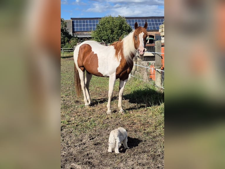 American Paint Horse Klacz 14 lat 153 cm Srokata in Aken