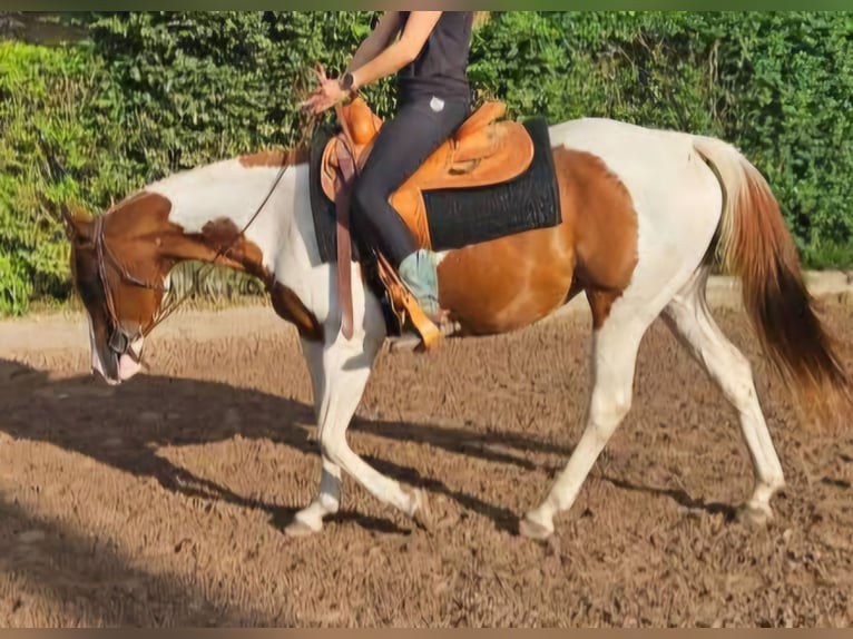 American Paint Horse Klacz 14 lat 153 cm Srokata in Aken