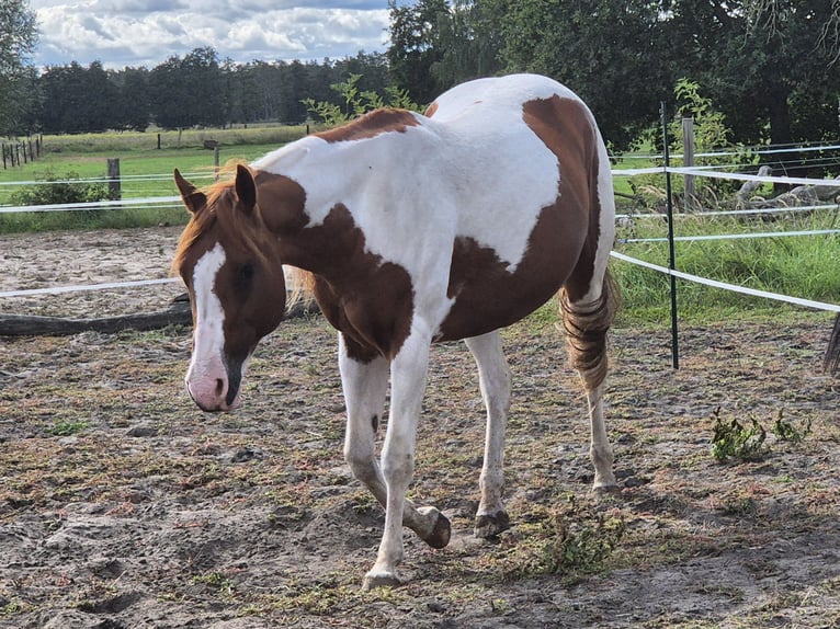 American Paint Horse Klacz 14 lat 153 cm Srokata in Aken